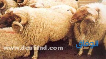أفضل سلالات الأغنام في العالم.