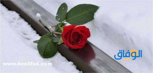 عبارات عن الوفاء